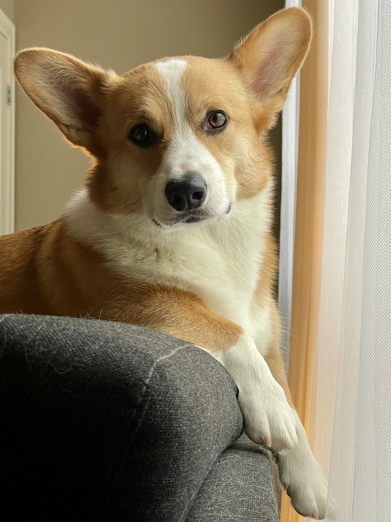 Ginger